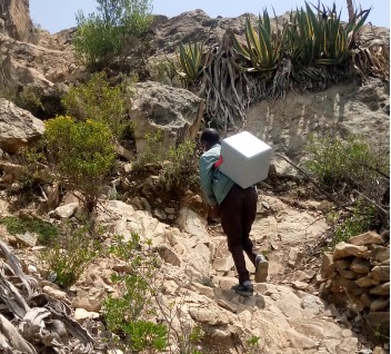 Transporting Vaccines in Ethiopia A healthcare worker carrying a cold box with vaccines hikes through a mountainous area, emphasizing the challenges of delivering vaccines in remote regions.